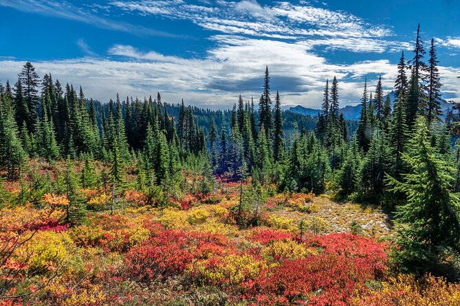 From Seattle:Hiking in Mount Rainier Private Tour - Who Is This Tour Best Suited For?