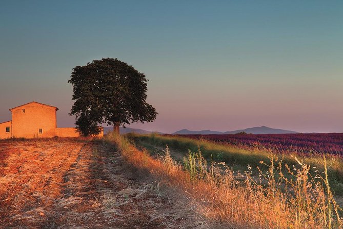 Full Day Ocean of Lavender in Valensole from Avignon - What Travelers Are Saying: Authentic Feedback