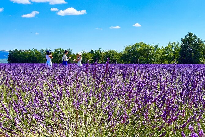 Full Day Tour in the Lavenders of Valensole or Sault - What the Tour Includes and Why It Matters