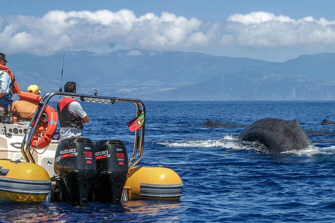 Full-Day Whales & The Princess Ring Islet (incl. Lunch) - Who Would Love This Tour?