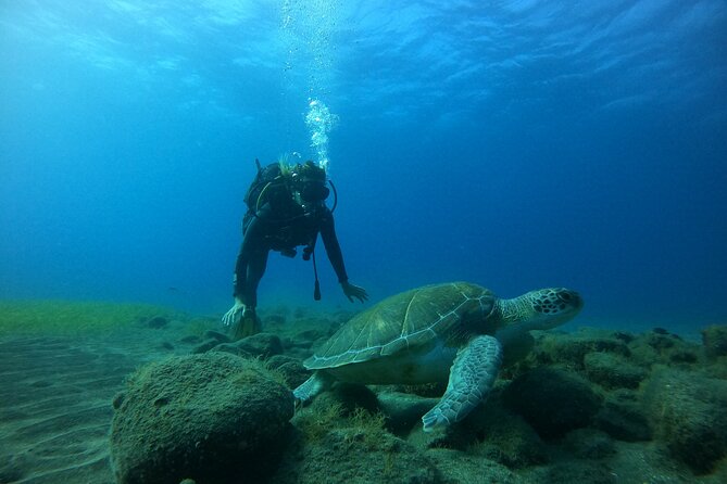 Fun Dive With Scuba Point in Los Cristianos - The Overview: What’s Included and Who Is It For?