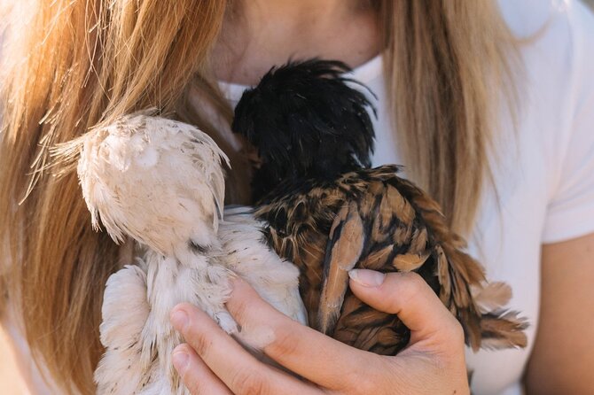 Gallura Picnic in the Farm with Animals - Who Should Consider This Tour?