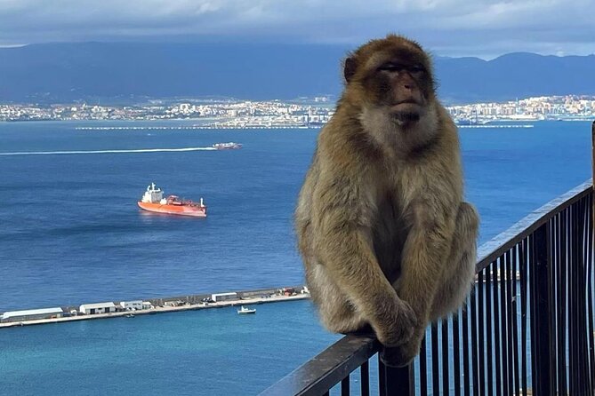 Gibraltar Private Daytrip From Sevilla - Overall Value & Experience
