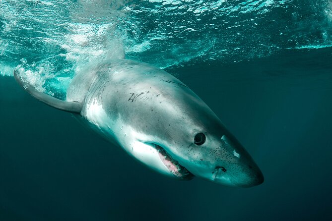 Great White Sharks Topside in Monterey Bay - Why This Tour Might Be Your Best Bet