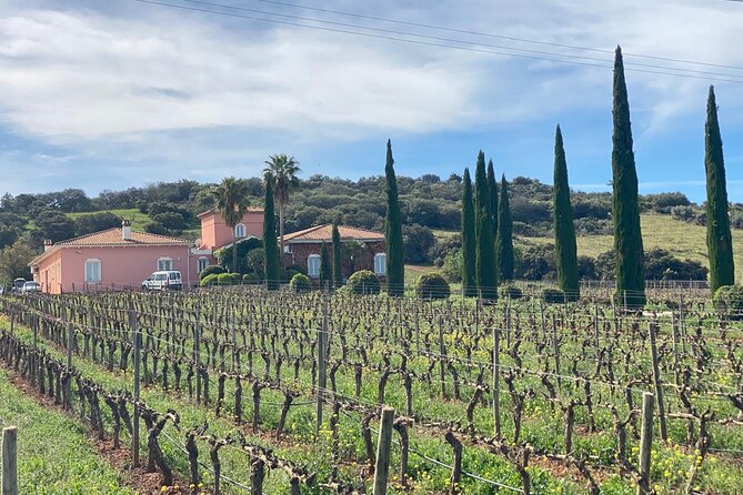 Guided Cellar Tour and wine tasting - The Journey Through the Vineyards
