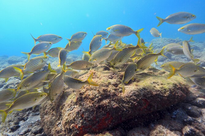Guided Snorkelling Experience in South of Gran Canaria - Practical Details and Considerations