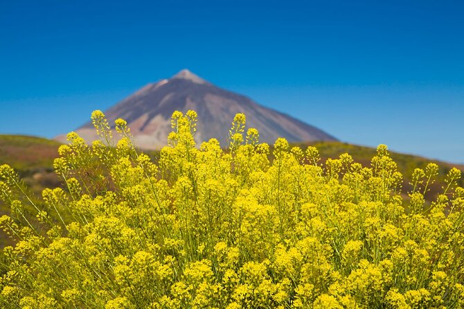 Guided Tour to Teide National Park in Tenerife - Authentic Traveler Insights
