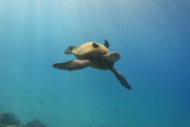 Guided Waikiki Turtle Snorkeling with Pick-up - What Travelers Say: The Good and the Not-So-Good