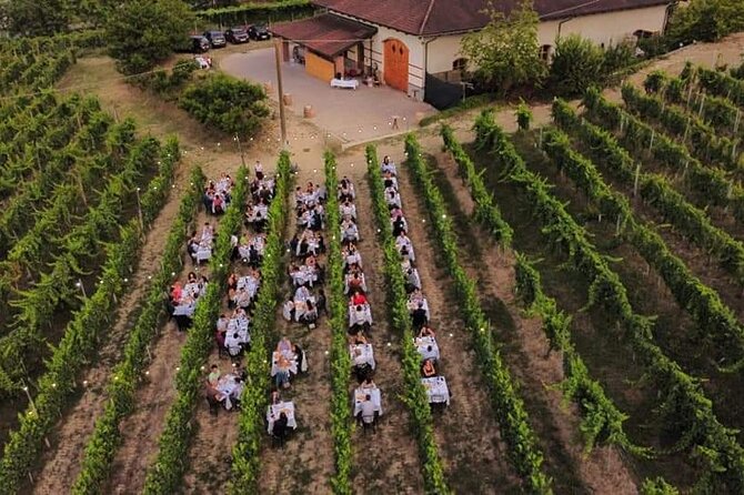 Guided Walk and Lunch in the Vineyard in Alba - The Sum Up