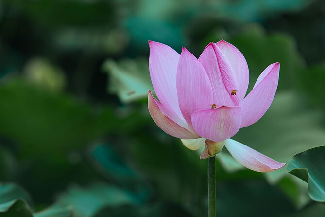Half Day Giverny Monet's Gardens Tour - Why This Tour Works for You