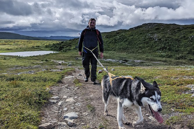 Half Day Guided Walk with Huskies - A Closer Look at the Tour Experience