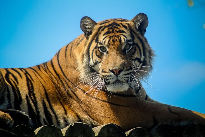Howletts Day Ticket - Practical Tips for Visiting