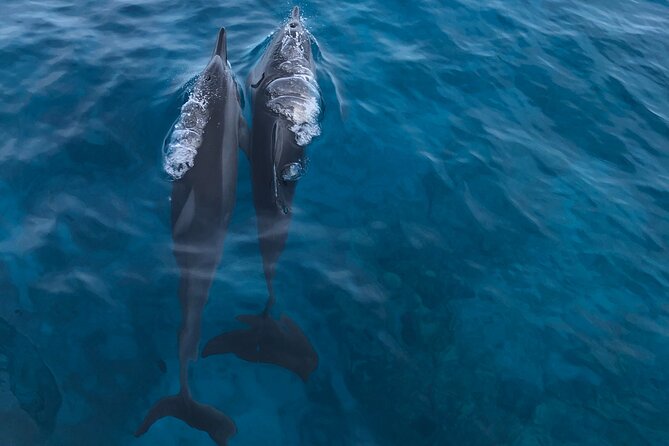 Humpback Whale Watching in Kailua-Kona Hawaii - Practical Details & Tips