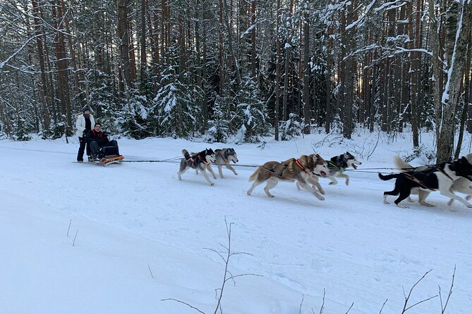 Husky dog sled/bike kart ride in Latvia ~ 3h group tour from Riga - The Bike Karts: An Alternative for No Snow Days  