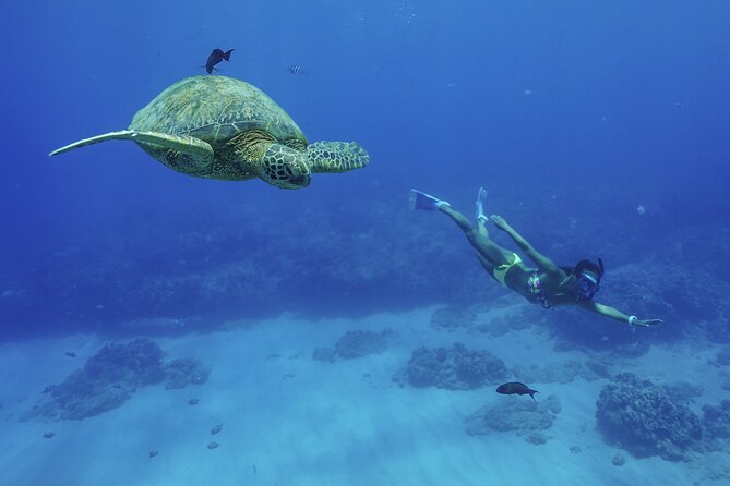 Kealakekua Bay Snorkel & Dolphin Watch In Kona - Who Should Consider This Tour?
