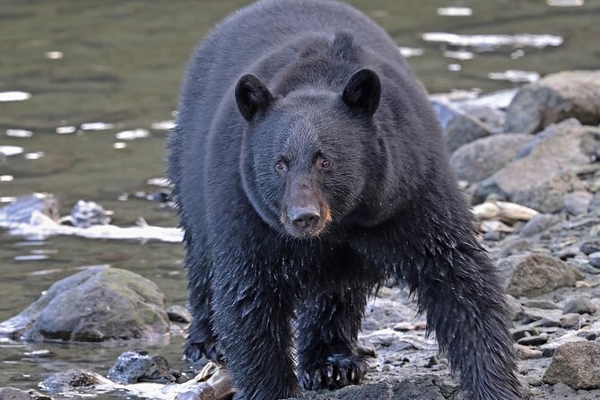Ketchikan Alaska private tour - Who Is This Tour Best For?