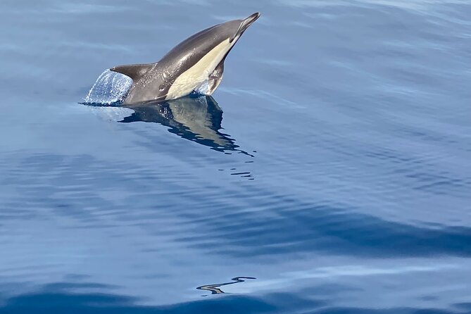 La Herradura: Sailboat with a view of Dolphins-Private - Logistics & Practical Details