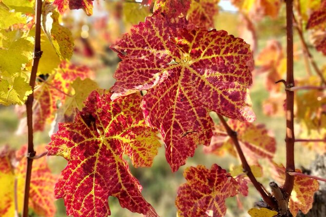 Lake Balaton private wine tasting and sightseeing from Budapest - Transportation and Practicalities