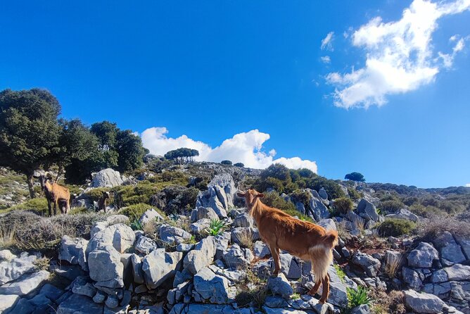 Lasithi plateau,wine and olive oil tasting,Greek Mythology park - The Sum Up