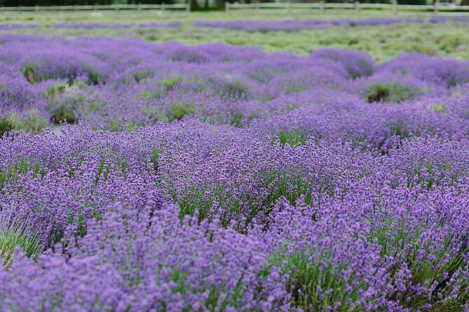 Lewin Farms, Lavender By The Bay and Tanger Outlets Full-Day Tour - The Sum Up: Who Will Love This Tour?