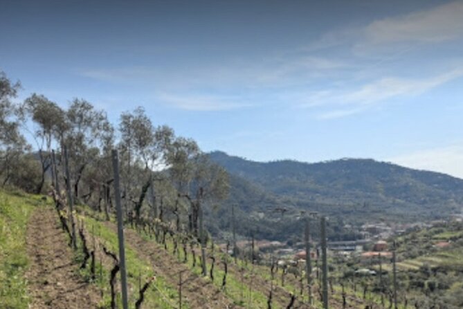 Lievàntu Wine Experience - The Sum Up: Why Choose the Lievàntu Wine Experience?