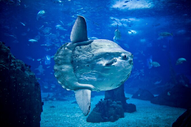 Lisbon Hop-On Hop-Off Bus and Boat Tour with Oceanário Ticket - The Boat Option