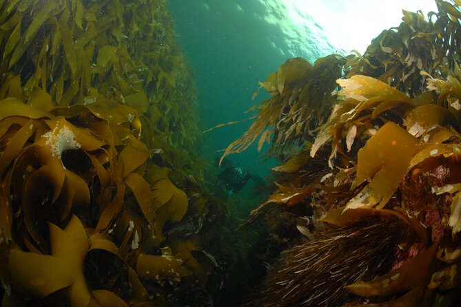 Lofoten Grand Canyon Snorkeling Tour - Who Would Love This Tour?