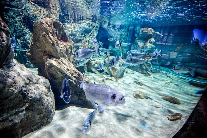 Malta National Aquarium Entrance Ticket - Who Will Love the Malta National Aquarium?