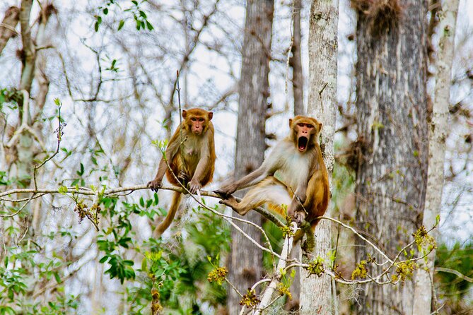 Manatees, Monkeys and Florida Natural Spring Adventure Tour - What Makes This Tour Stand Out?