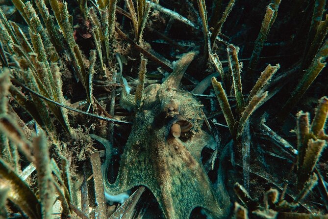 Marine Biology & Snorkelling Experience in the Cinque Terre - Who Should Book This Tour?