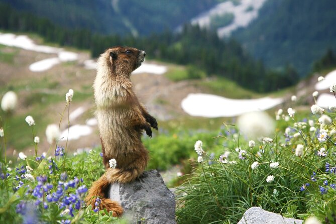 Mount Rainier Full Day Small Group Tour - Final Thoughts: Is It Worth It?