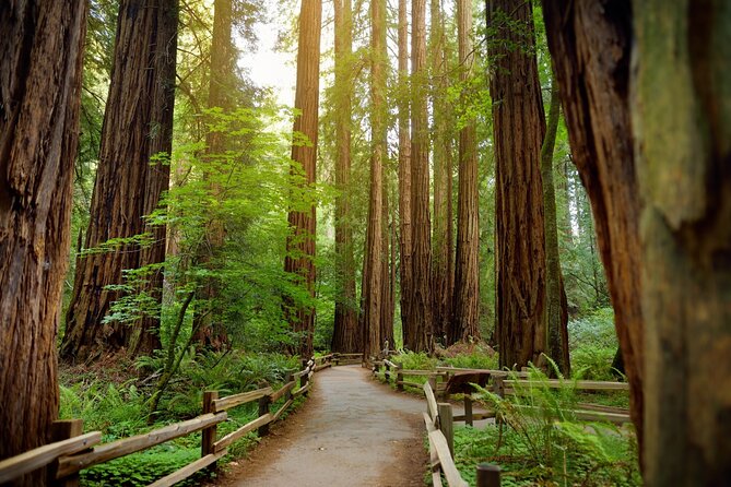 Muir Woods Self-Guided Driving and Walking Audio Tour - The Itinerary Breakdown: Scenic Highlights and Forest Adventures