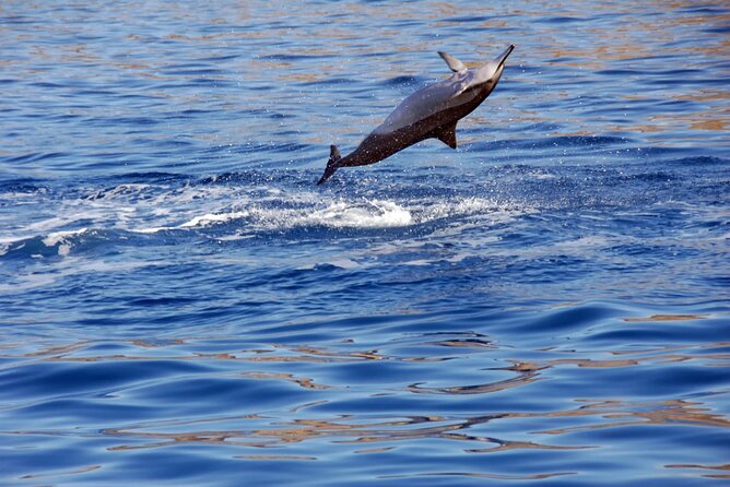 Oahu Private Sunset Snorkel and Dolphin Watch with Hot Buffet - Dolphin Watching — A Near-Certainty