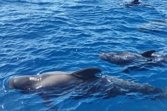 Ocean Pack Tenerife Jet Ski and Yacht Whale Watching - Practical Details and Considerations
