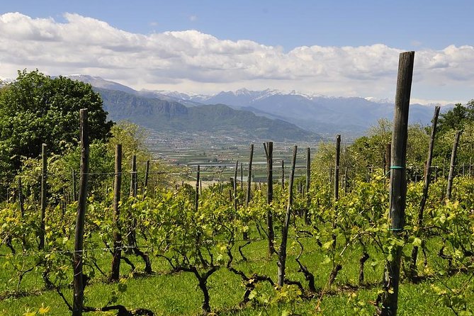 Piemonte Vineyards by Yourself from Turin - Business Car with English Chauffeur - Final Thoughts