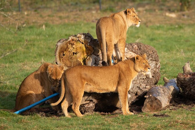 Port Lympne Day Ticket - Making the Most of Your Visit