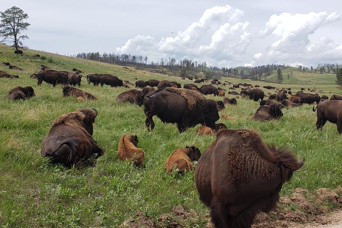 Private 5 Hour Black Hills Tour with Local Experts - What’s Included and What’s Not
