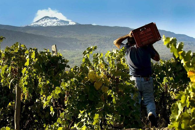 Private 6-Hour Tour of Three Etna Wineries with food&wine tasting - The Itinerary: What You Can Expect