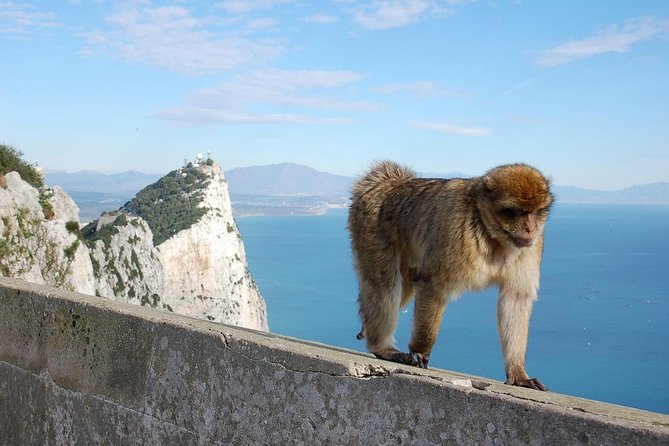 Private Day To Gibraltar from Marbella or Marbella - Return Journey: A Relaxed End to the Day