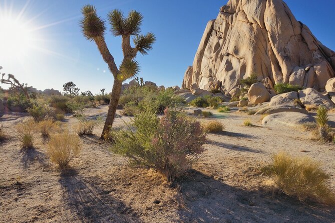 Private Day Tour to Joshua Tree National Park from San Diego - The Value of the Tour