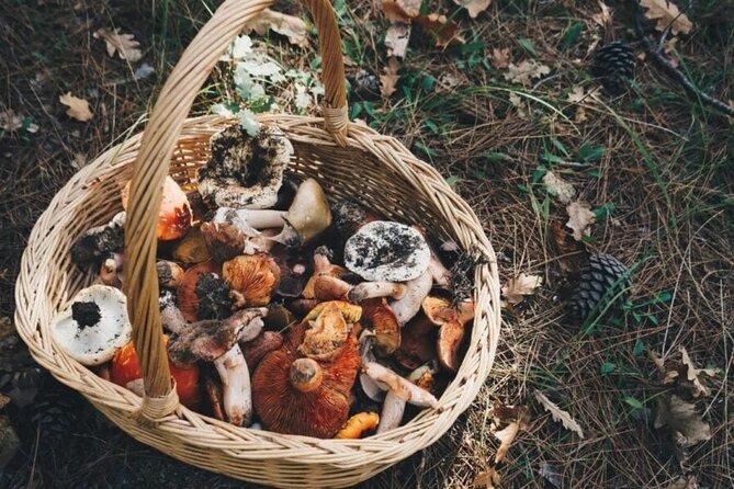 Private Daytrip for Truffle Mushroom Foraging and Wine Tasting - What We Found Most Impressive Based on Reviews