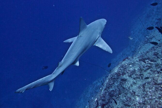 Private Niihau Scenic Snorkel - Detailed Breakdown of the Itinerary