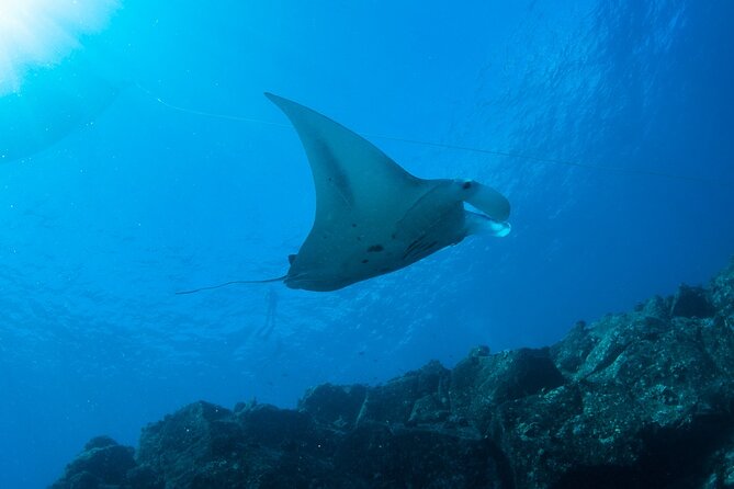 Private Niihau Scuba Charter with 2 or 3 Tank Dive Option - The Value of This Experience