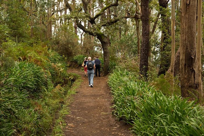 Private Tour: Mini Combo Expedition (Jeep tour & Levada Walk) - Thursday - Final Thoughts: Is This Tour for You?  