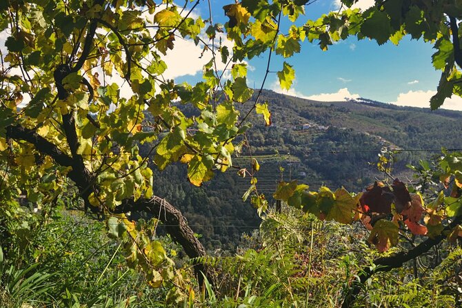 Private Vinho Verde Region Wine Tour from Porto Including Lunch - Practicalities and Value