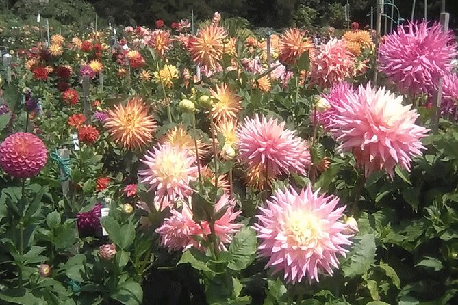 Private Weekday Walking Tour Highlights of Golden Gate Park - Practical Details: What to Expect