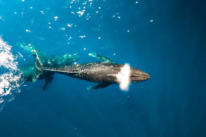 Private Whale Watching Tour of Oahu - What Makes This Whale Watching Tour Special?