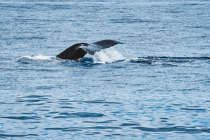 Private Whale Watching Trip from Oahu - What It’s Like on the Water