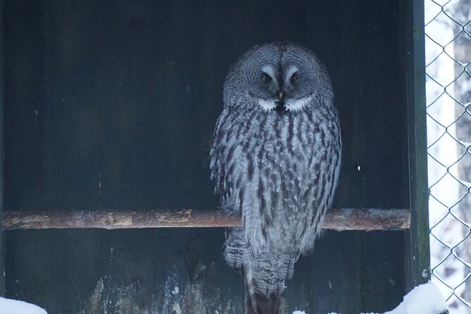 Ranua Zoo- Guided day tour from Rovaniemi - An In-Depth Look at the Ranua Zoo Guided Tour from Rovaniemi