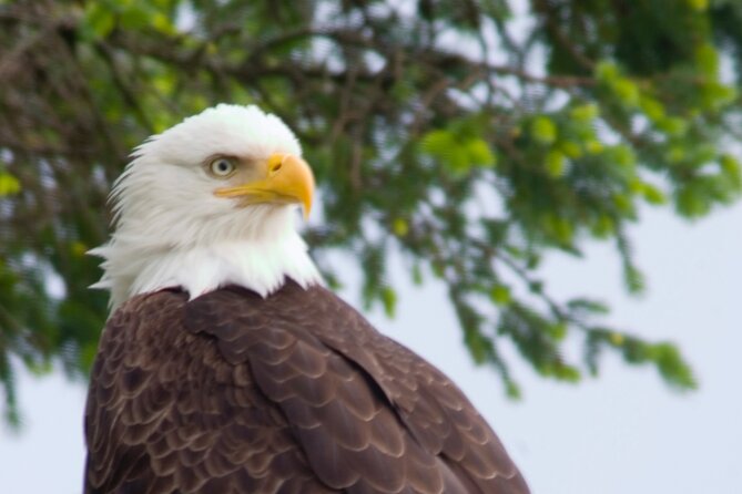 Raptor Encounters and Immersive Dome Experience - Who Should Consider This Tour?
